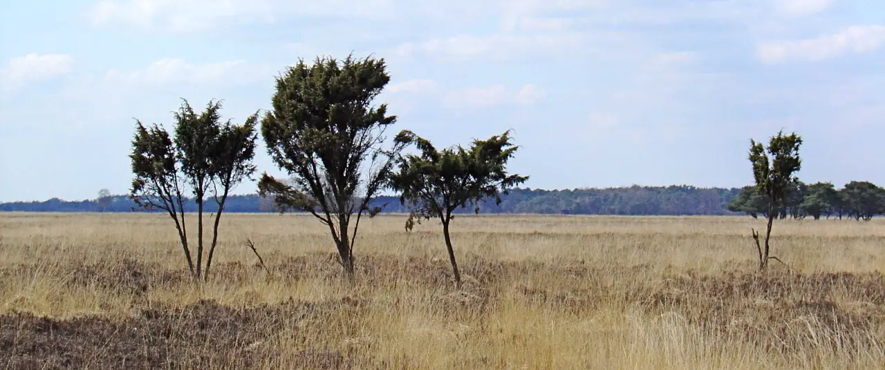 Paarse heide in het Drentse landschap
