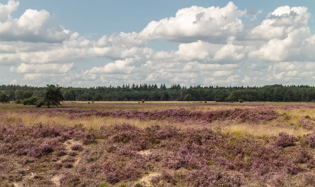 Weids landschap in Drenthe